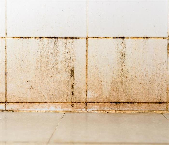 mold and mildew growth