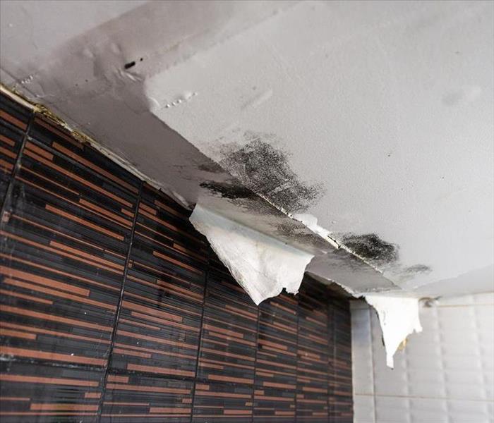 Mold in ceiling