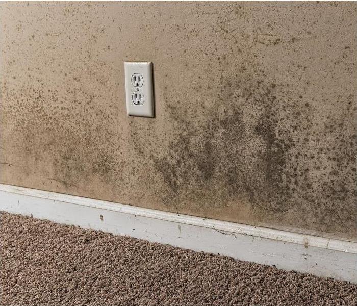mold along lower wall and baseboard