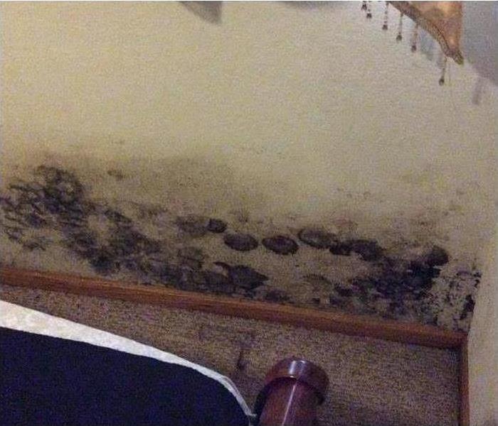 Mold spores all over the wall in a home