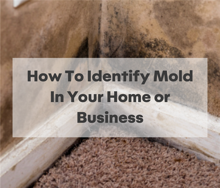 How To Identify Mold In Your Home or Business